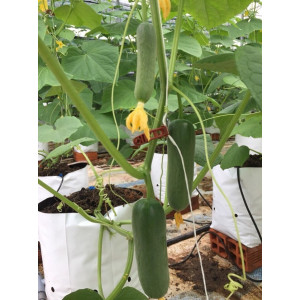 Kẹp thân cây leo nông nghiệp